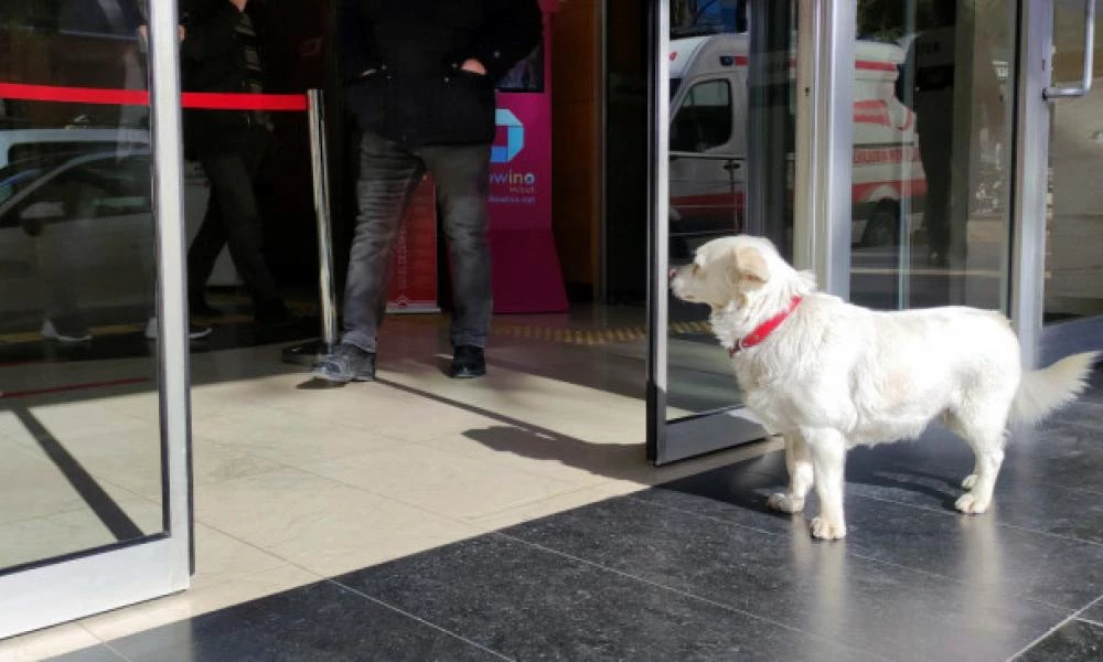 Σκυλίτσα περίμενε μέρες το αφεντικό της που νοσηλευόταν έξω από νοσοκομείο